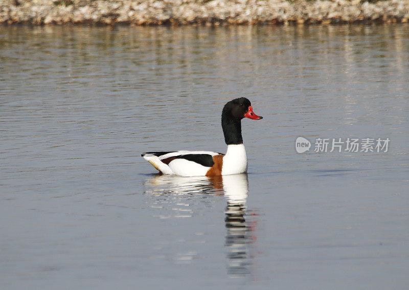 普通壳鸭(Tadorna Tadorna)雄性